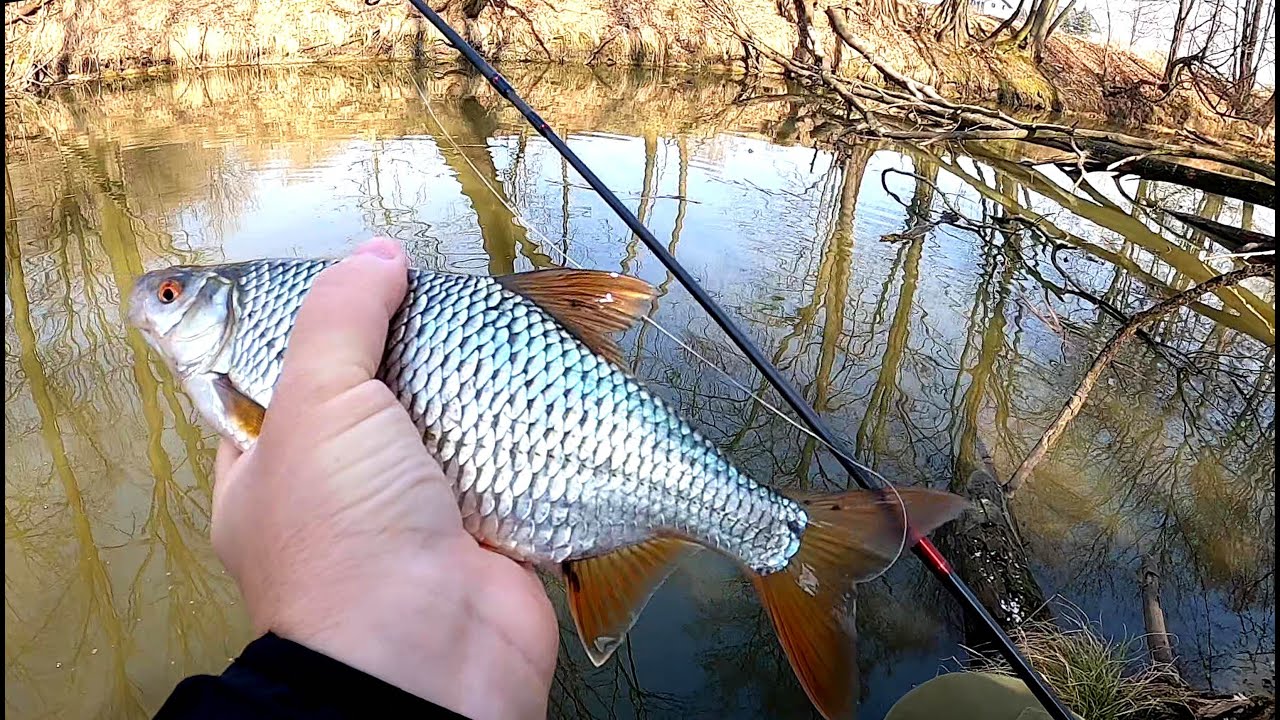 Wiosenne płocie na spinning | gumowe mikro przynęty | Ultralight Fishing.