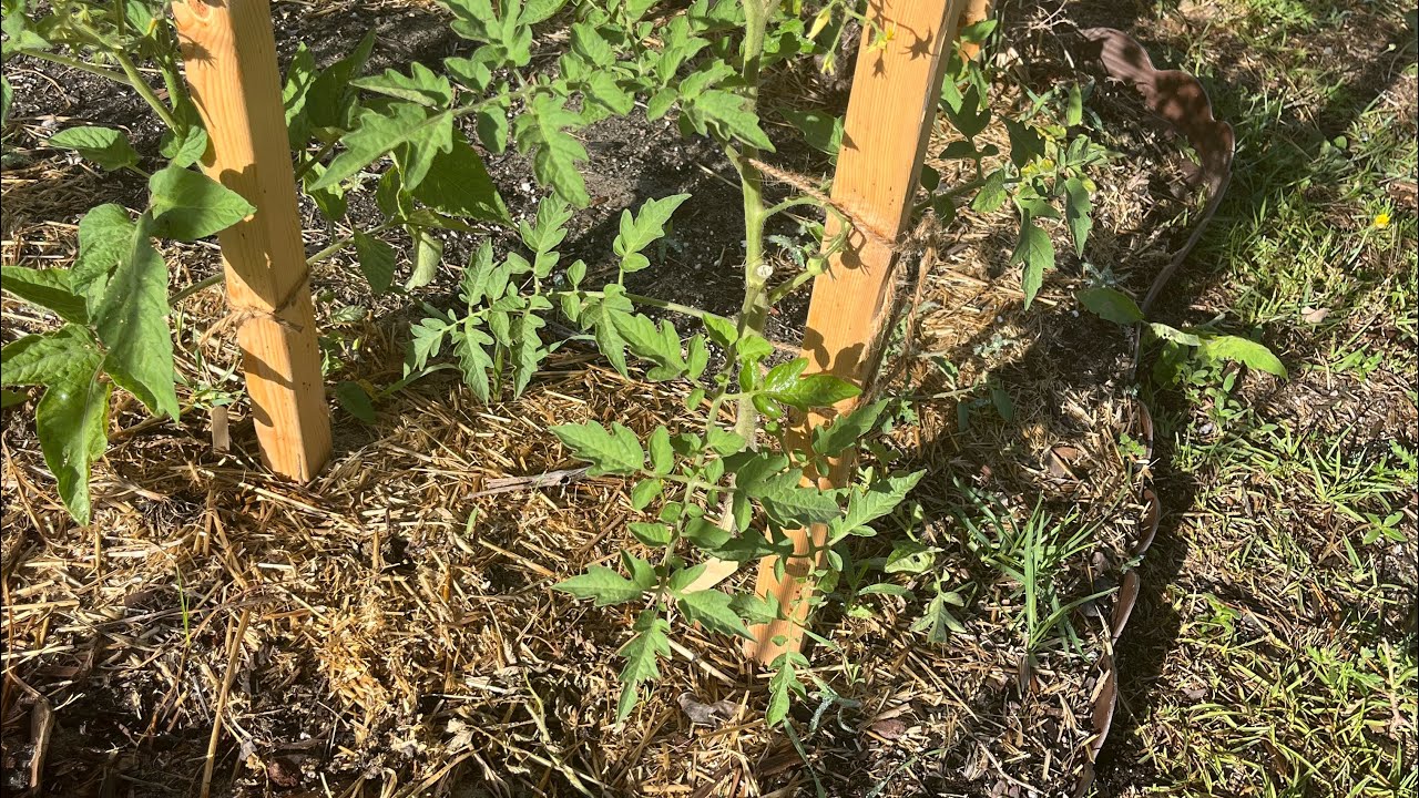 The best method for growing indeterminate tomatoes