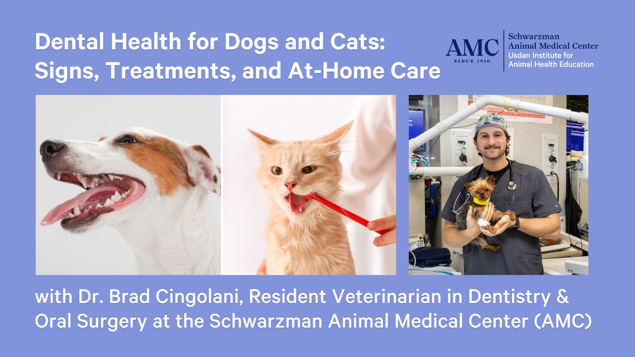 Dental Health for Dogs and Cats: Signs, Treatments, and At-Home Care