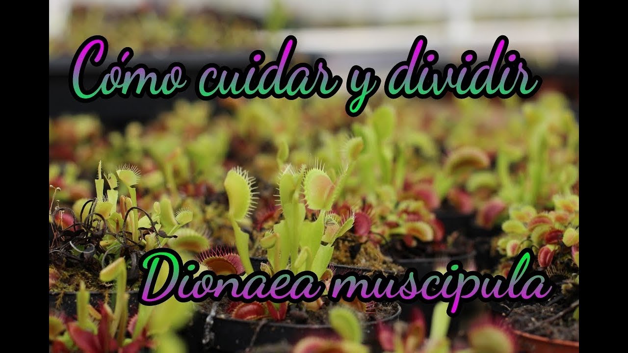 Cómo cuidar y dividir Dionaea muscipula.