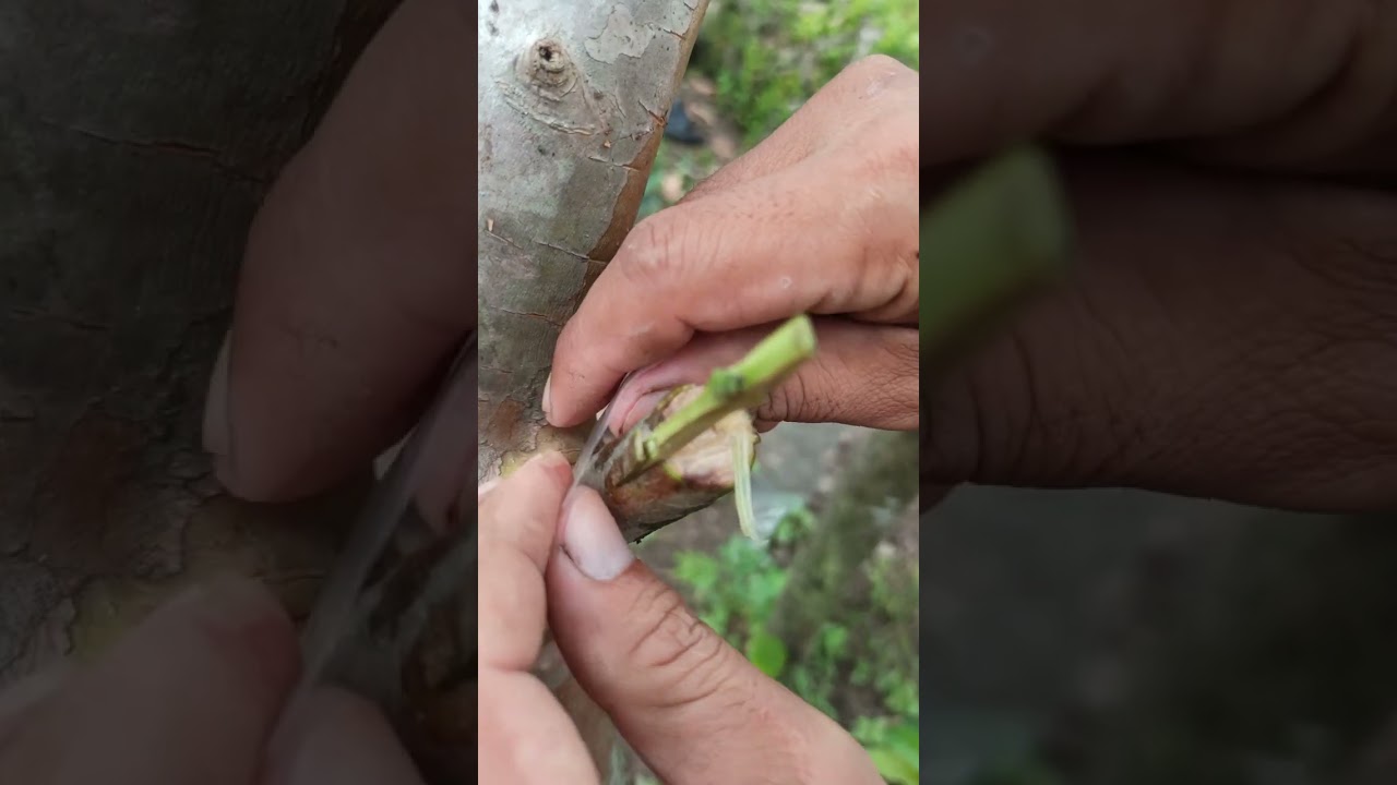 The most effective method to grafting a guava #64