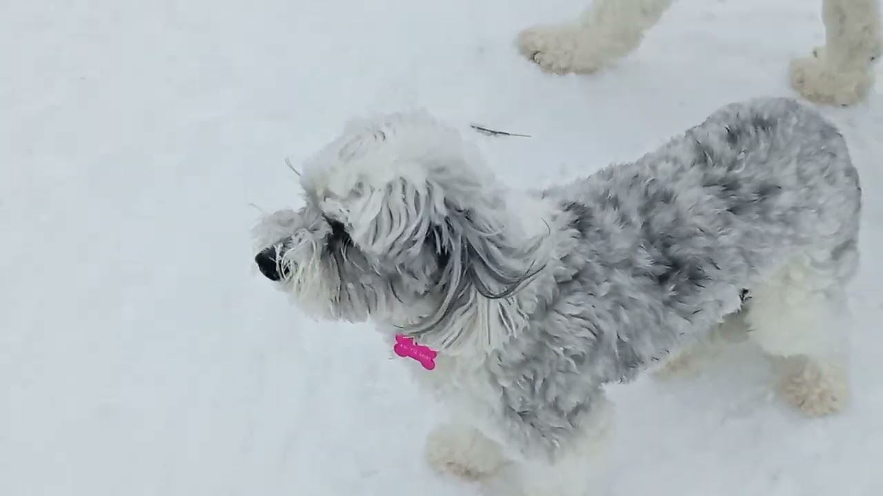 Puppy dog snow filled park 