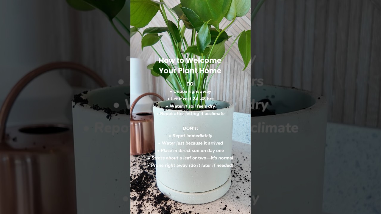 New plant? Start here #houseplanttips #plantdelivery #plantcare101 #plantparenthood #plantinthebox