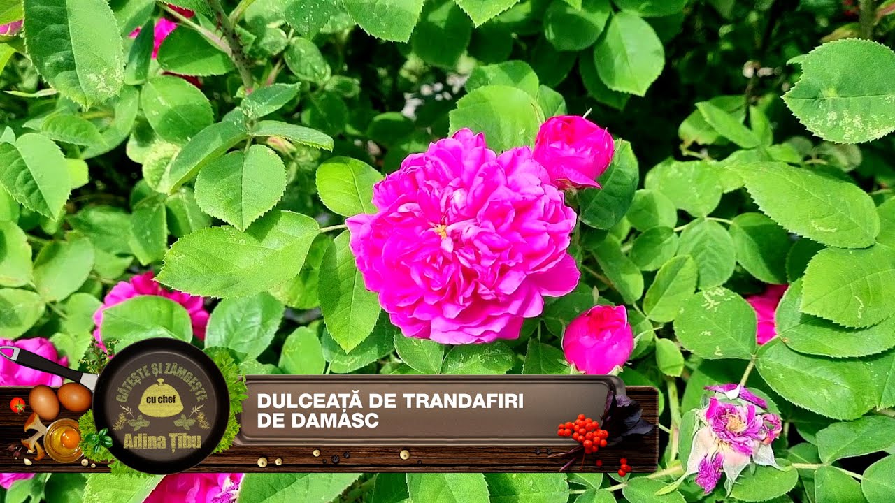 Dulceață de trandafiri de Damasc