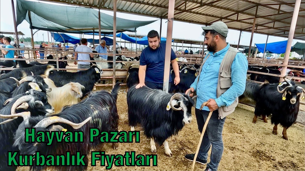 Osmaniye Kadirli Canlı Hayvan Pazarı. Kurbanlık Fiyatları 2023