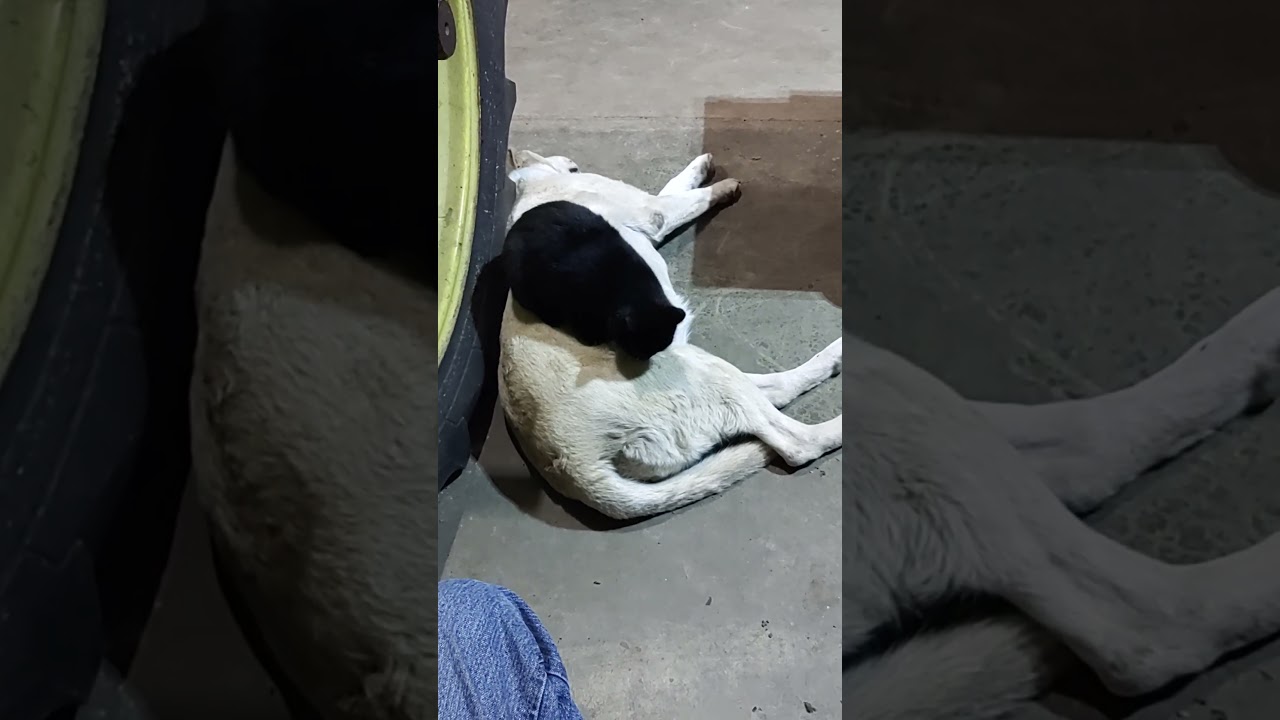 Dogs and cats living together 🦮🐈‍⬛