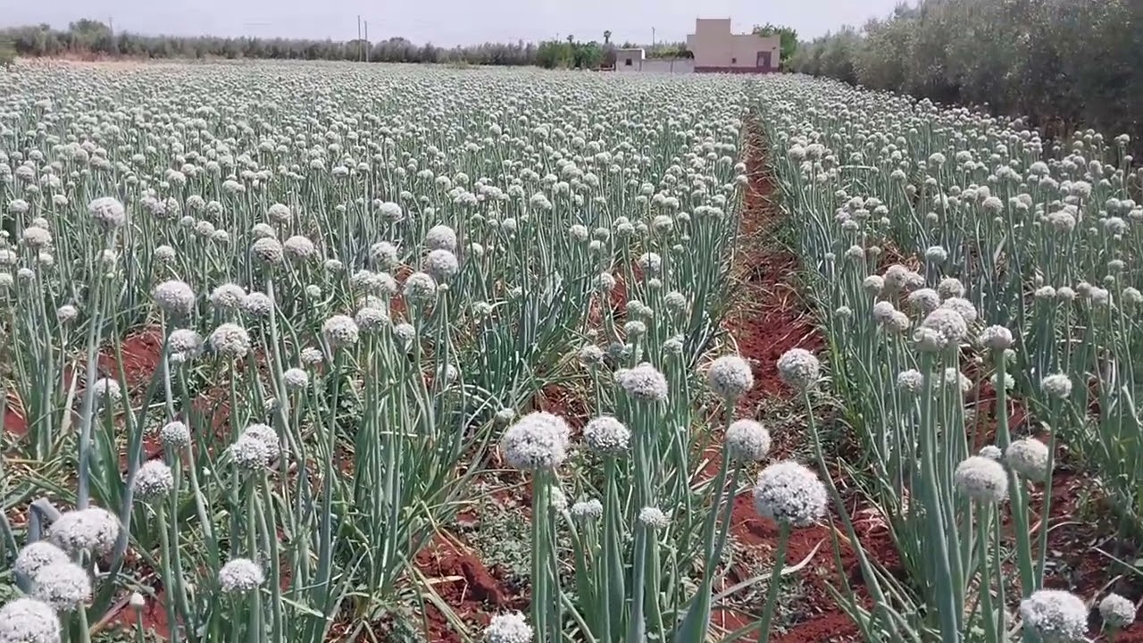 السلام الله عليكم. إرشادات ونصائح فلاحية من أجل إنتاج البذور البصل إنتاج محلي. يتبع عذرا ...