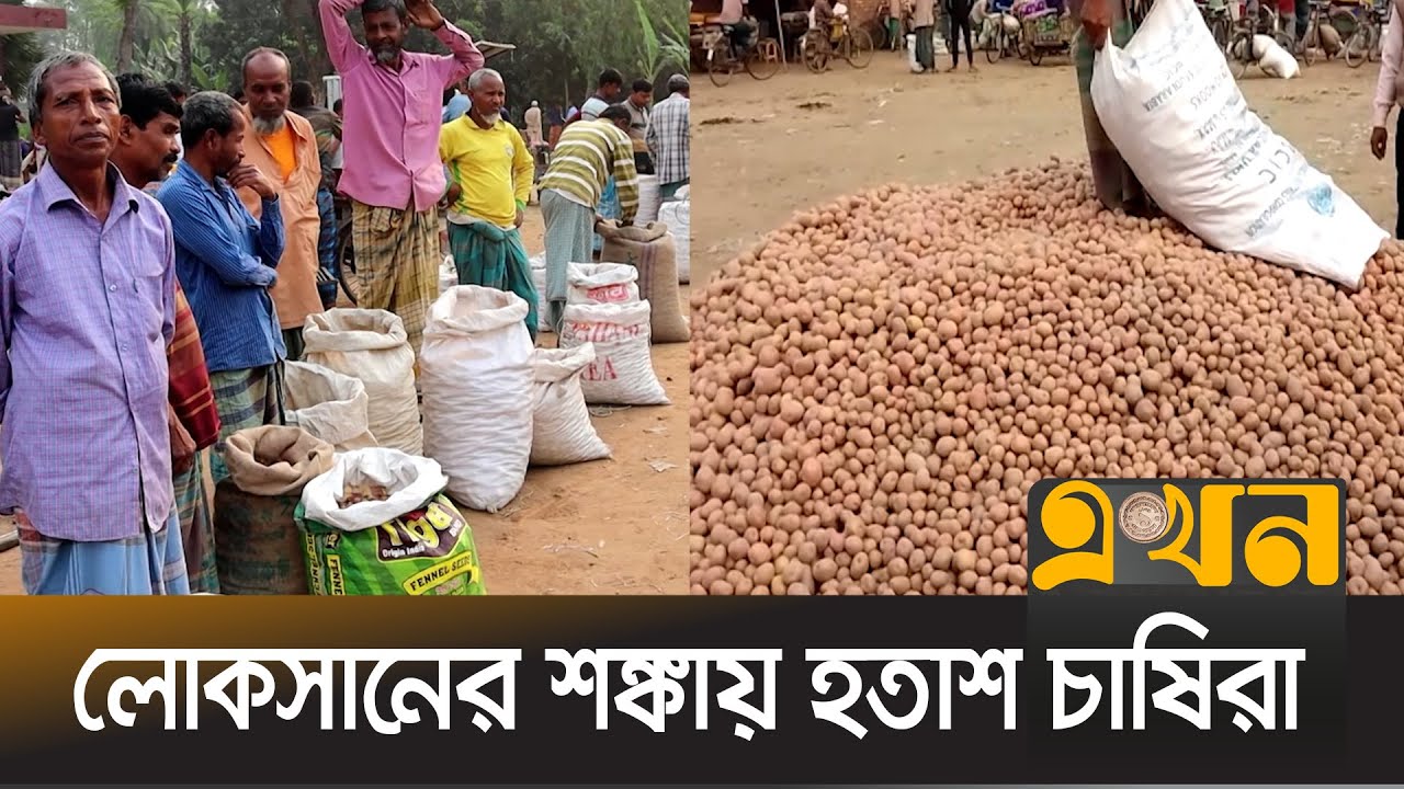 নওগাঁয় প্রতিমণে আলুর দাম কমেছে ৭০-৮০ টাকা | Potato | Market | Naogaon | Ekhon TV