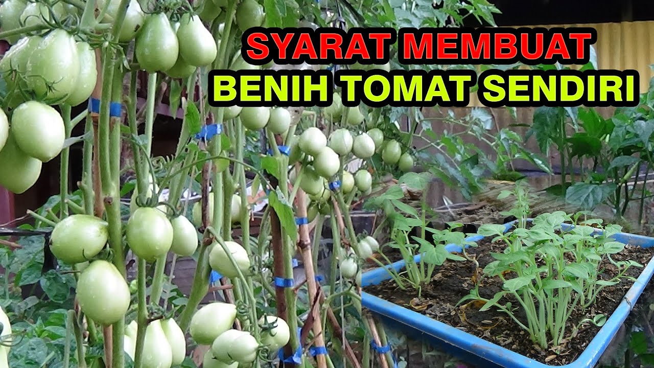 Cara Membuat Benih Buah TOMAT sendiri dengan Praktis Untuk Penanaman Ulang