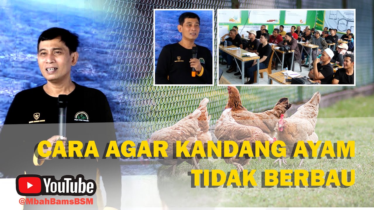CARA AGAR KANDANG AYAM TIDAK BERBAU #pelatihanbsm A3 #bayudiningrat #bayusehatmandiri