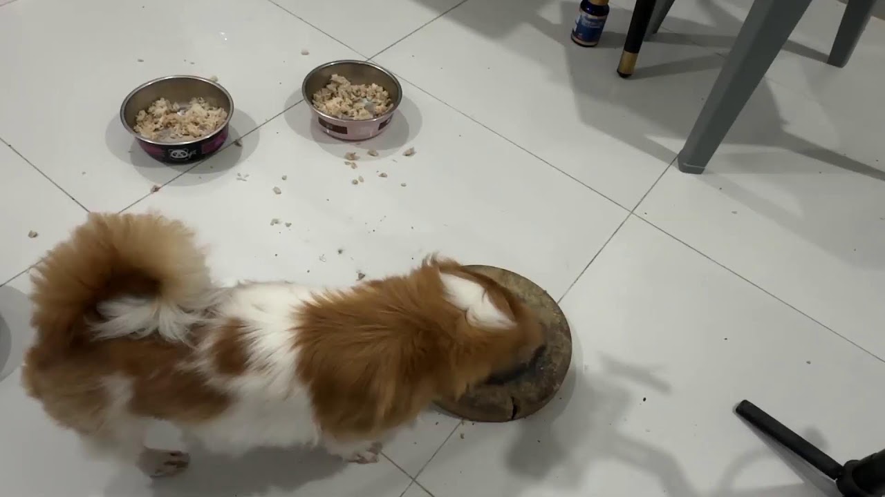 Supper for fluffy friends