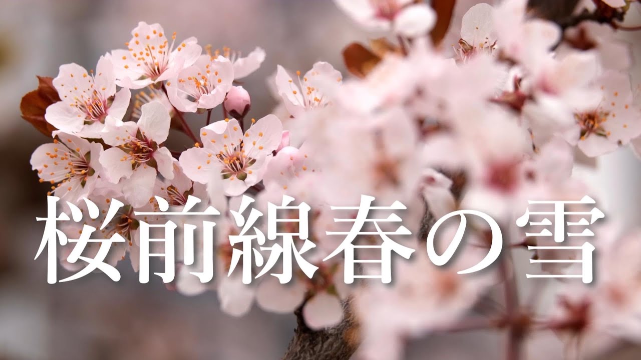 「桜前線春の雪」   作詞k-mb5wl