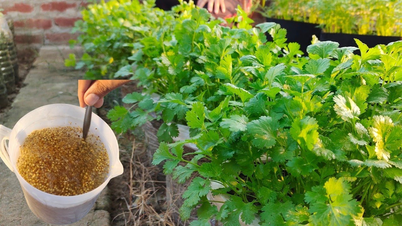 Cilantro Success: Three Essential Tips for Growing Cilantro from Seeds
