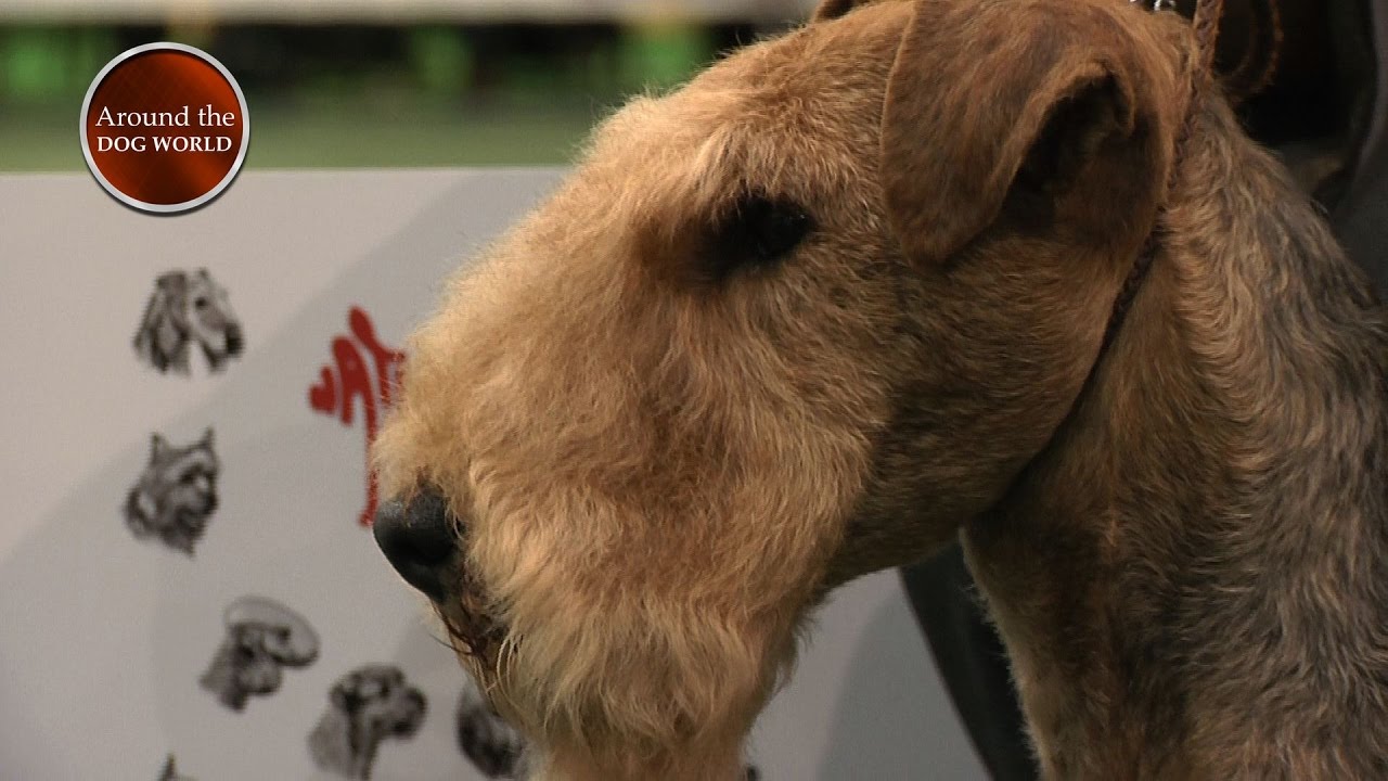 Around the Dog World - National Terrier and more 2017