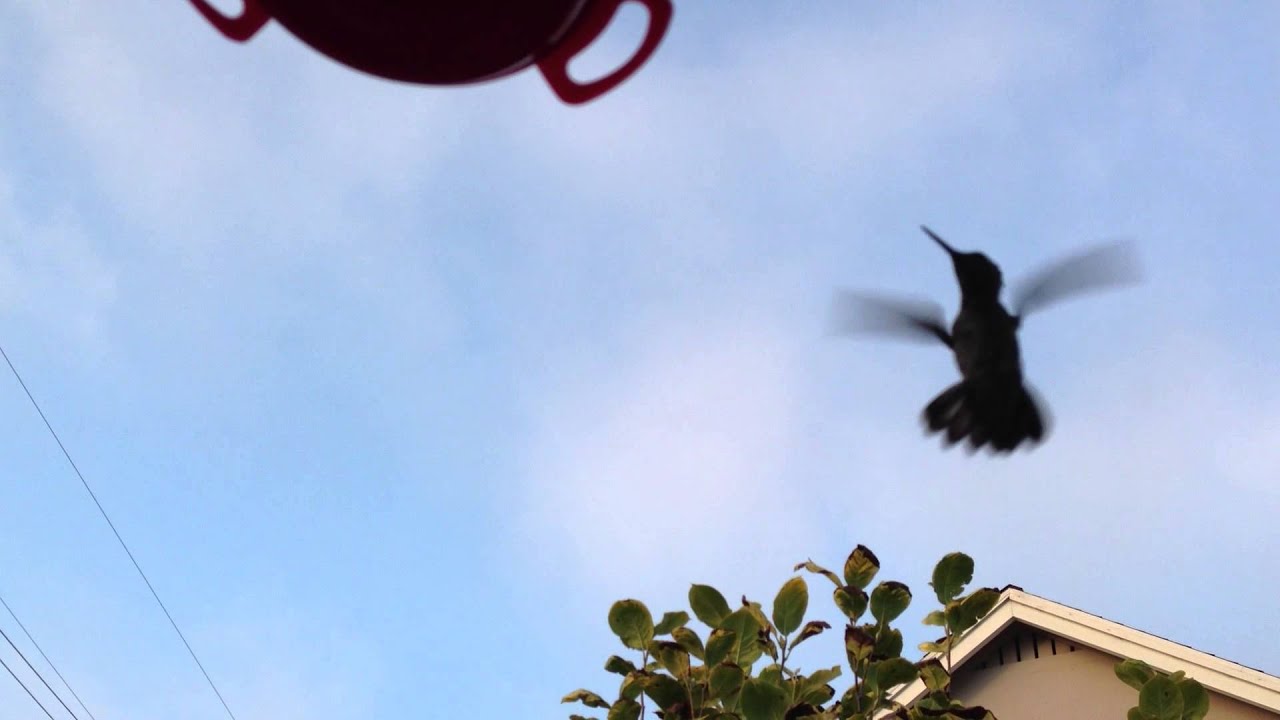 Hummingbird in flight