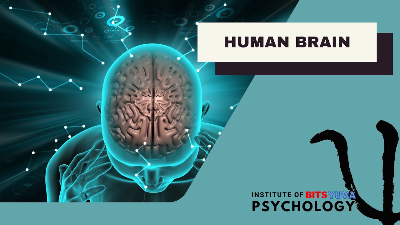 HUMAN BRAIN-2 | NTA-NET | EVGC | COUNSELOR WCD | SPECIAL EDUCATORS | BITS YUVA Inst. of Psychology