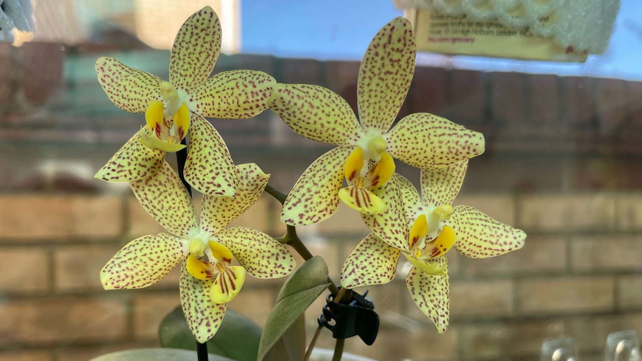 姿態優美的（菲律賓蝴蝶蘭及其雜交品種Phal Philiscat）￼