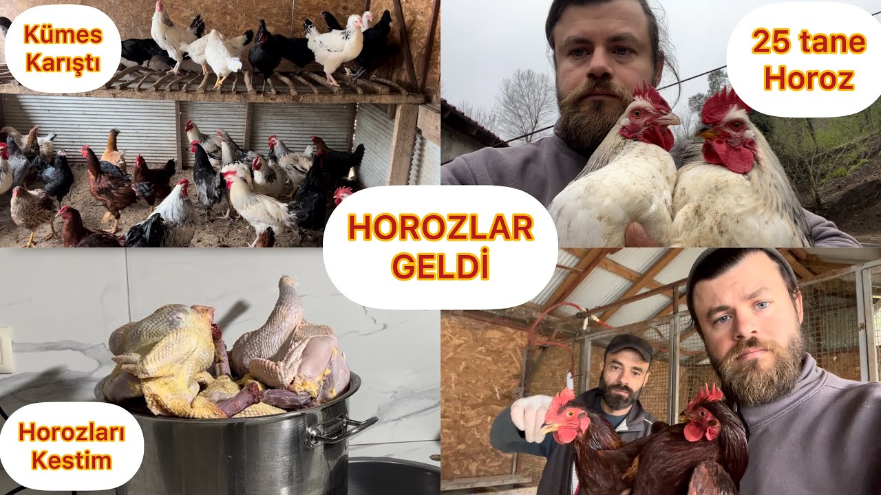 HOROZLAR GELDİ KÜMES KARIŞTI / HOROZLARI KESİYORUM / BÜTÜN HOROZLARIMIZ BURDA