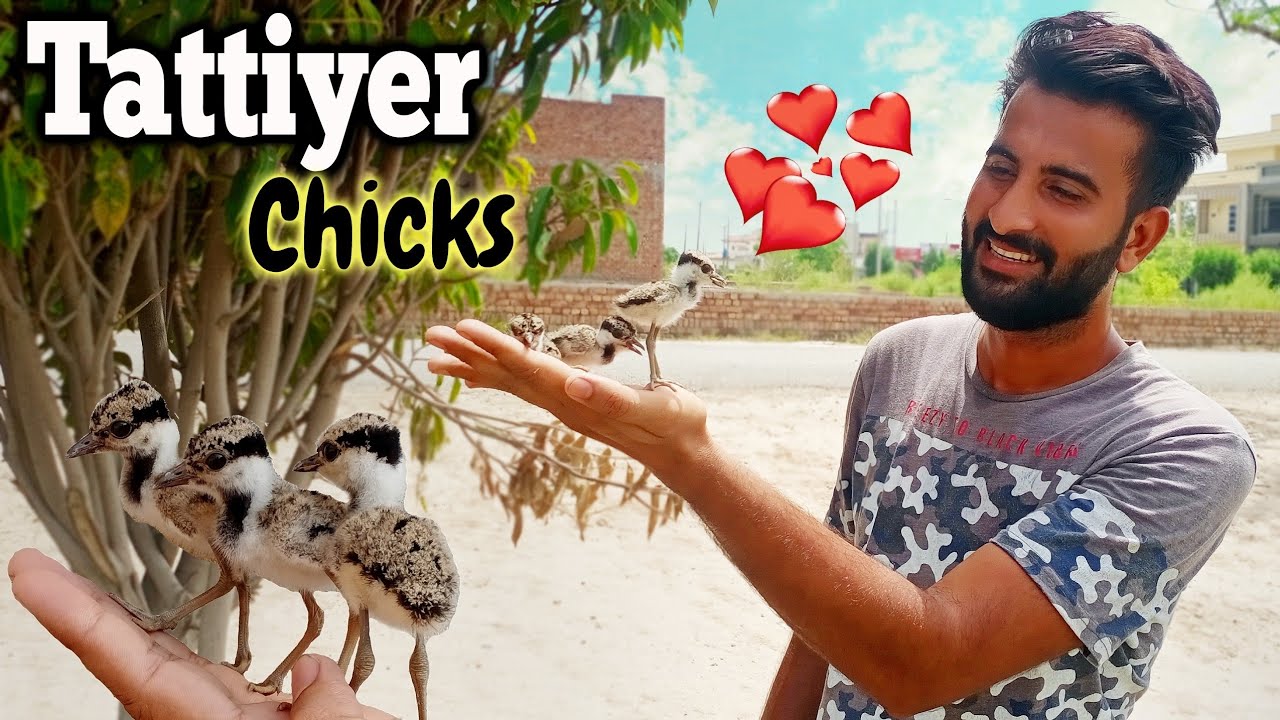 I Found These inocent Small Chicks|| Pets vlog