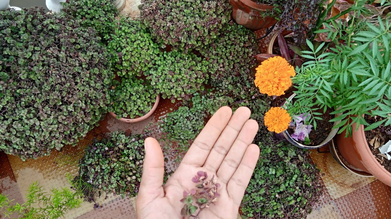 PURPLE TURTLE VINE CARE //पर्पल टर्टल वाइन की थोड़ी सी कटींग से मेरे बन गाऐ इतनें पोधे🥰#plantupdate