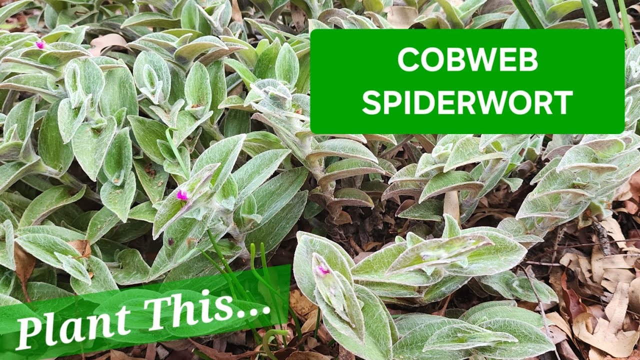 Cobweb Spiderwort, White Velvet