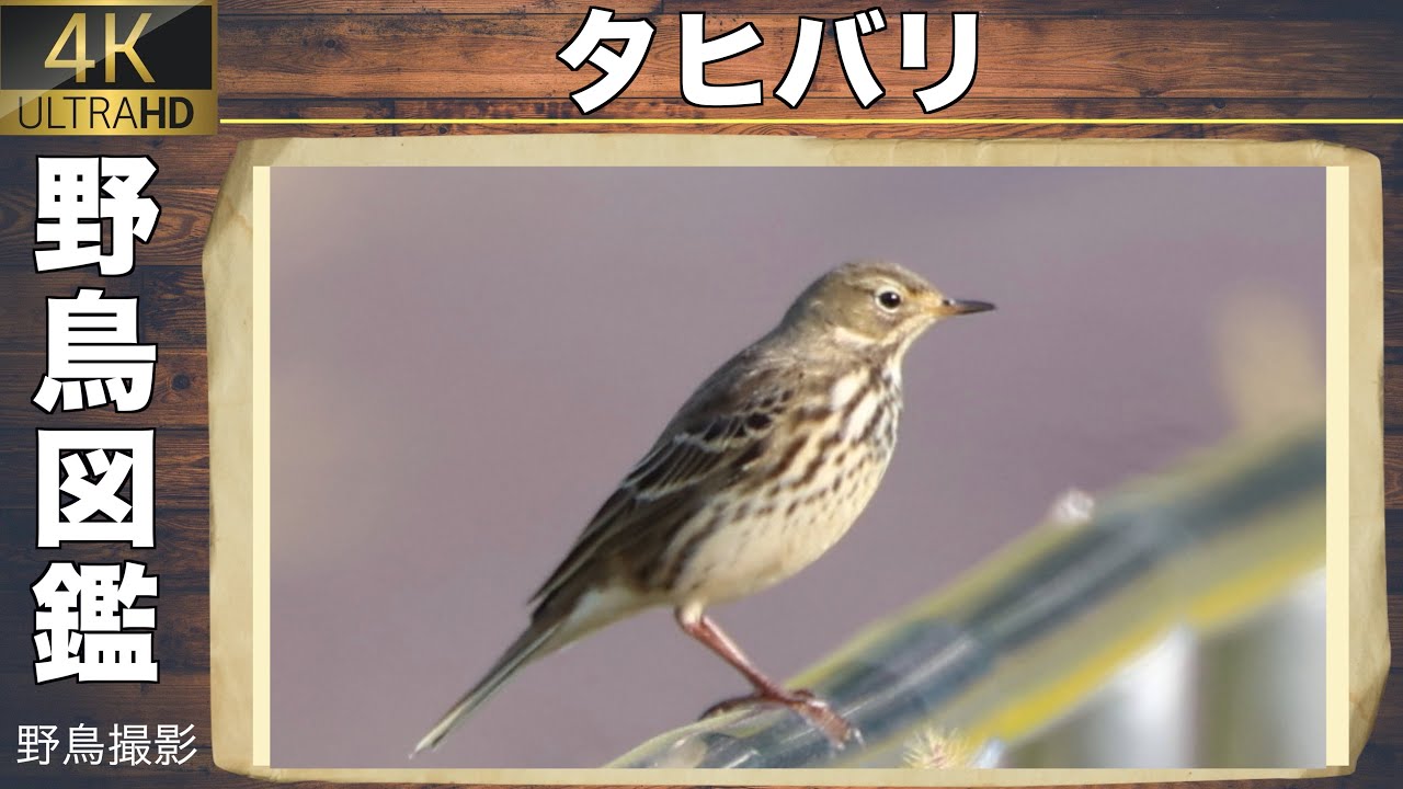 【野鳥図鑑】超可愛い小鳥&rdquo;タヒバリ&rdquo;