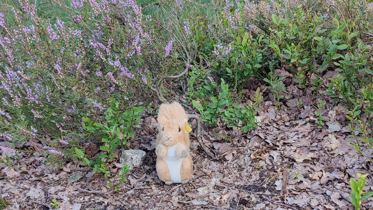 Urlaub Lüneburger Heide 2024