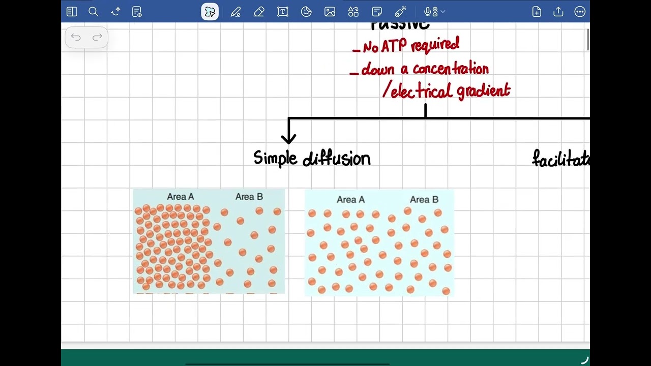 Transport Lec 3 || Physiology 2026