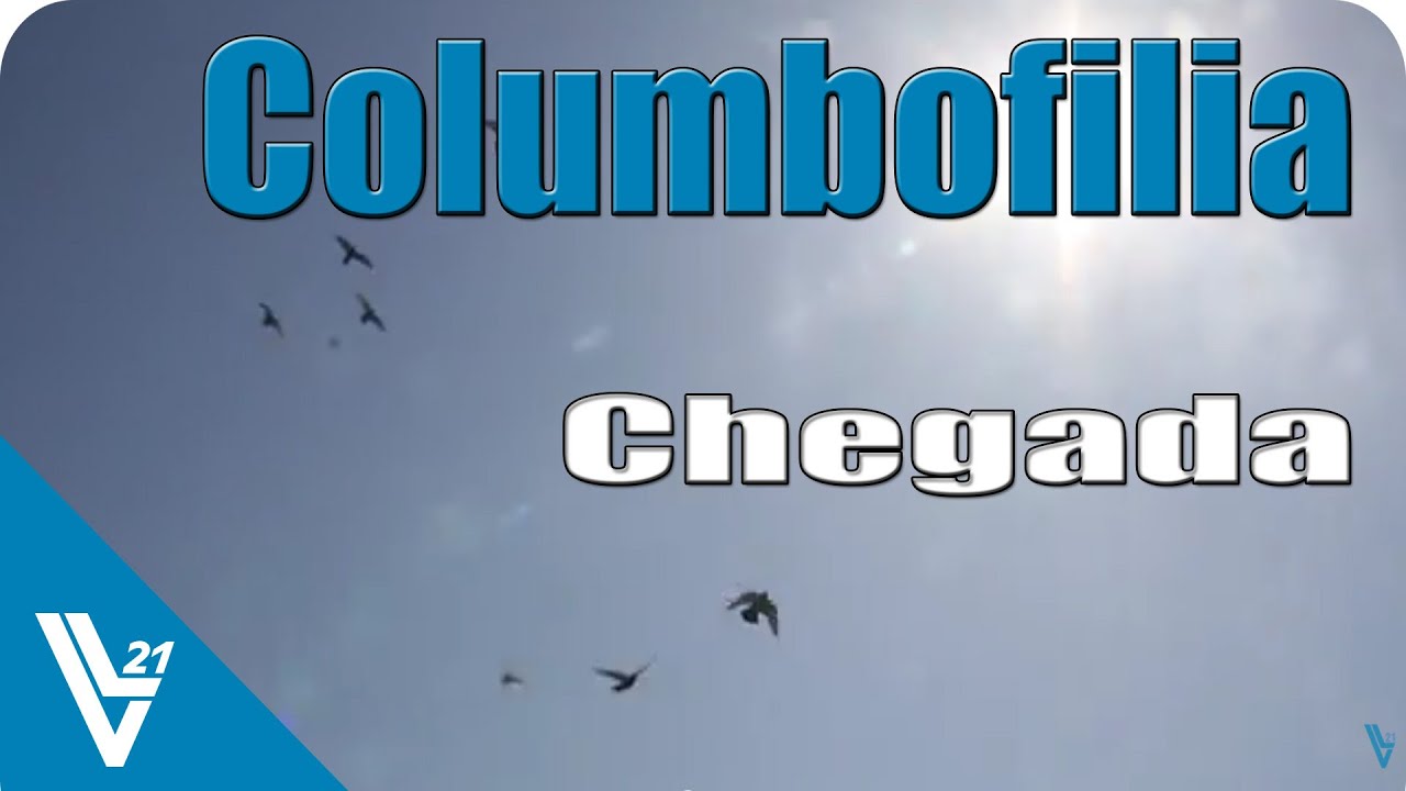 Columbofilia / Chegada / Ermidas Do Sado / VL21