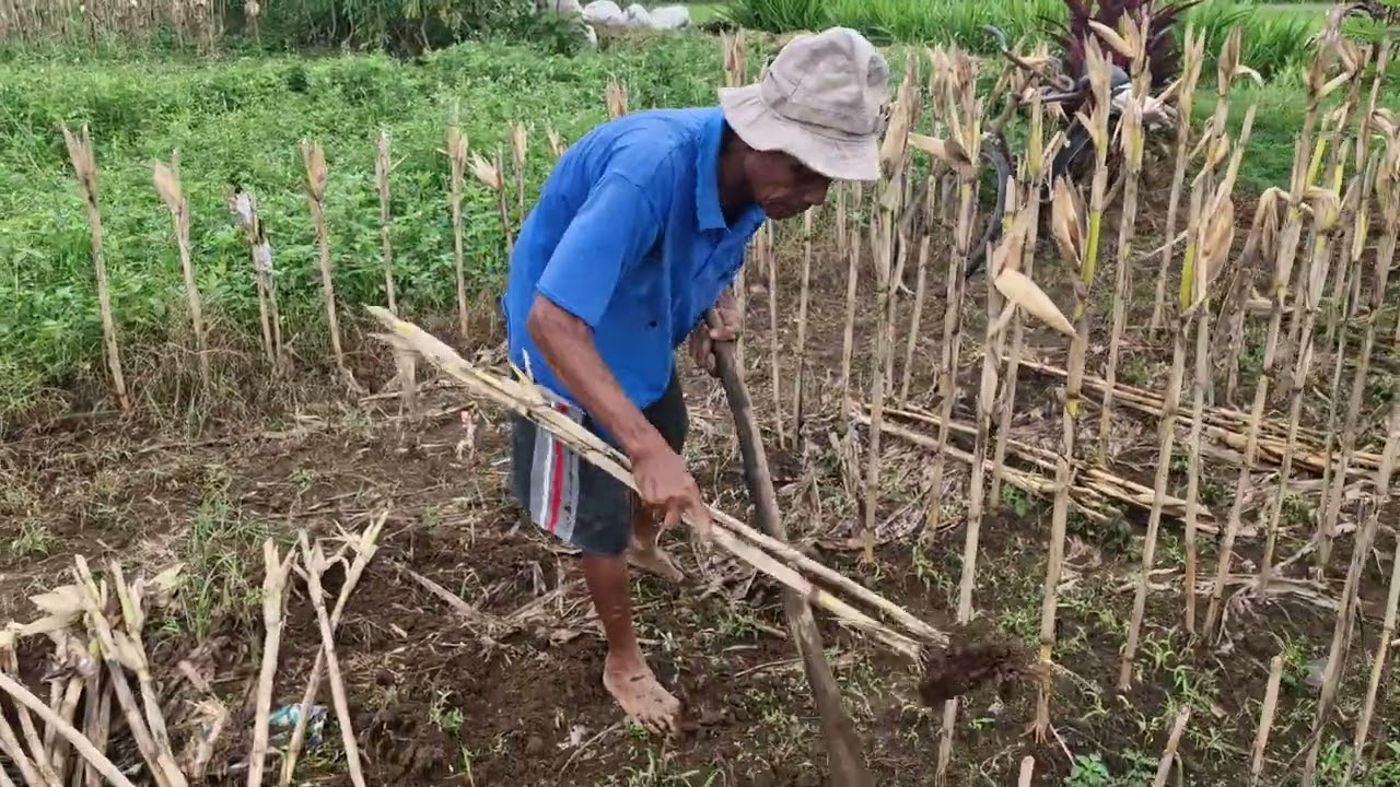 Pulling out plants without using tools-Agriculture farming 