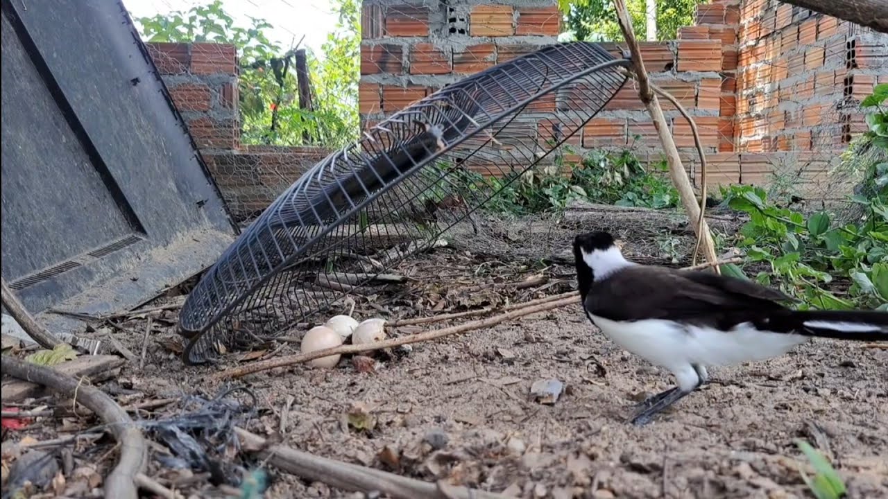 Como pegar gralha-cancã que está comendo ovo de galinha 