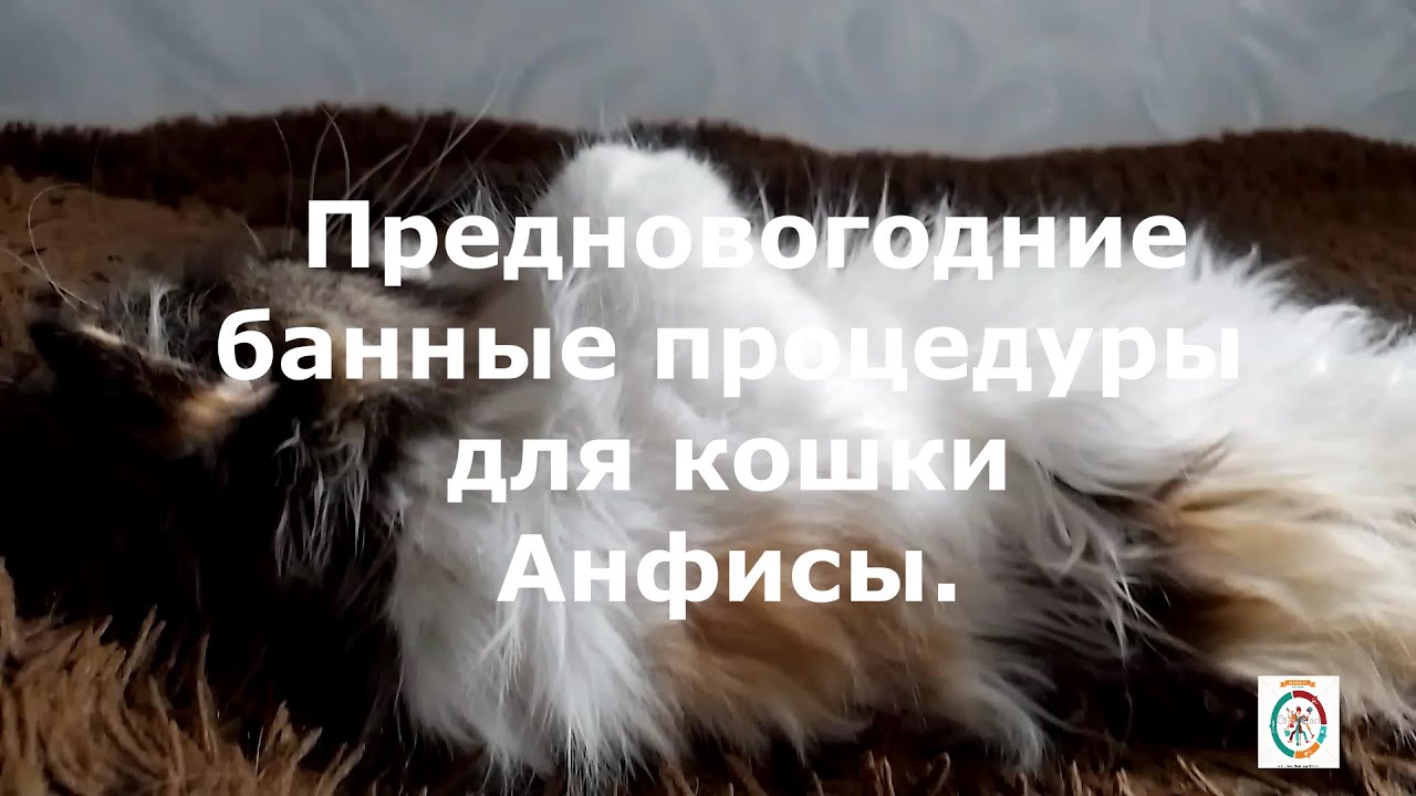 Предновогодние банные процедуры для кошки Анфисы.
