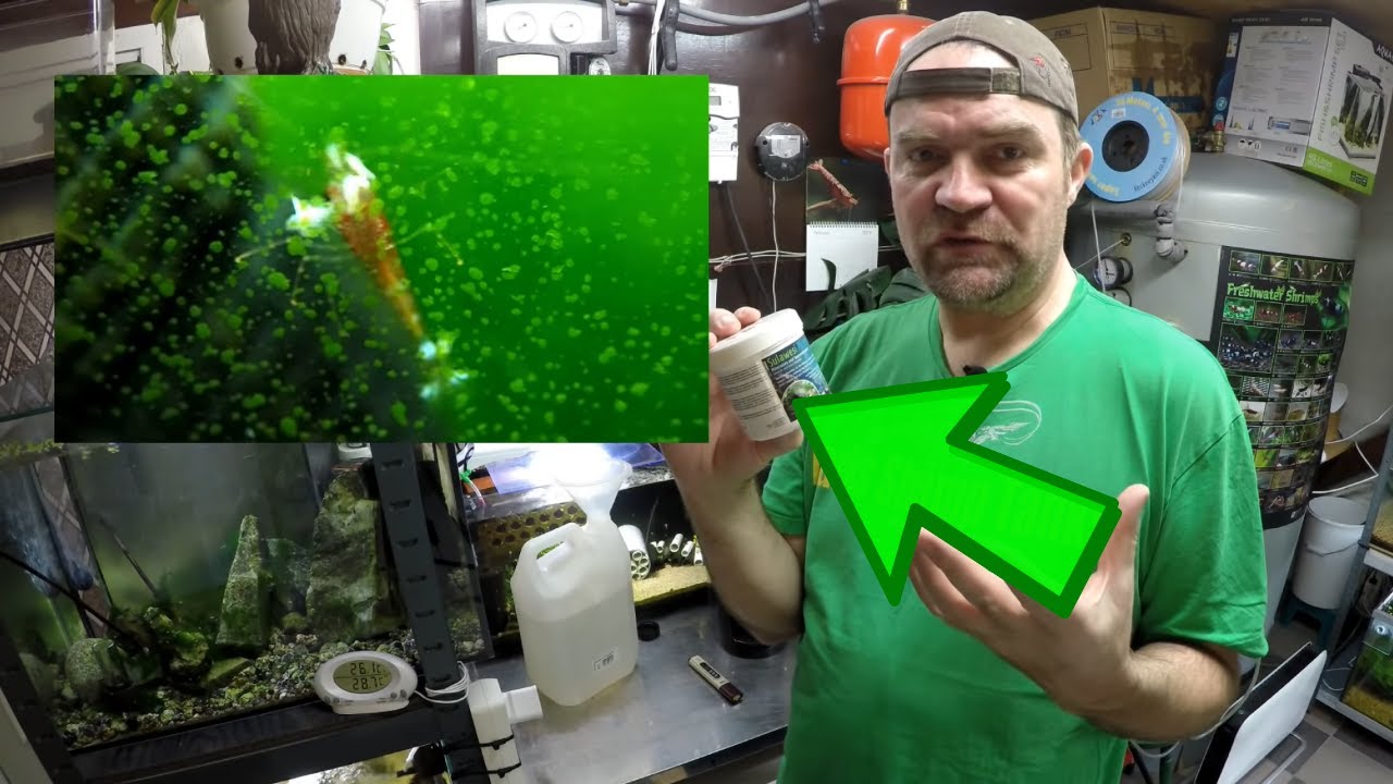 How To Dissolve Salty Shrimp Sulawesi 8.5 Minerals