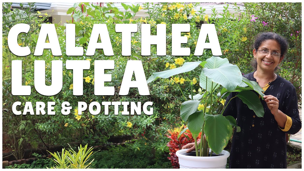 Calathea Lutea | Care & Potting | My Biggest Calathea!