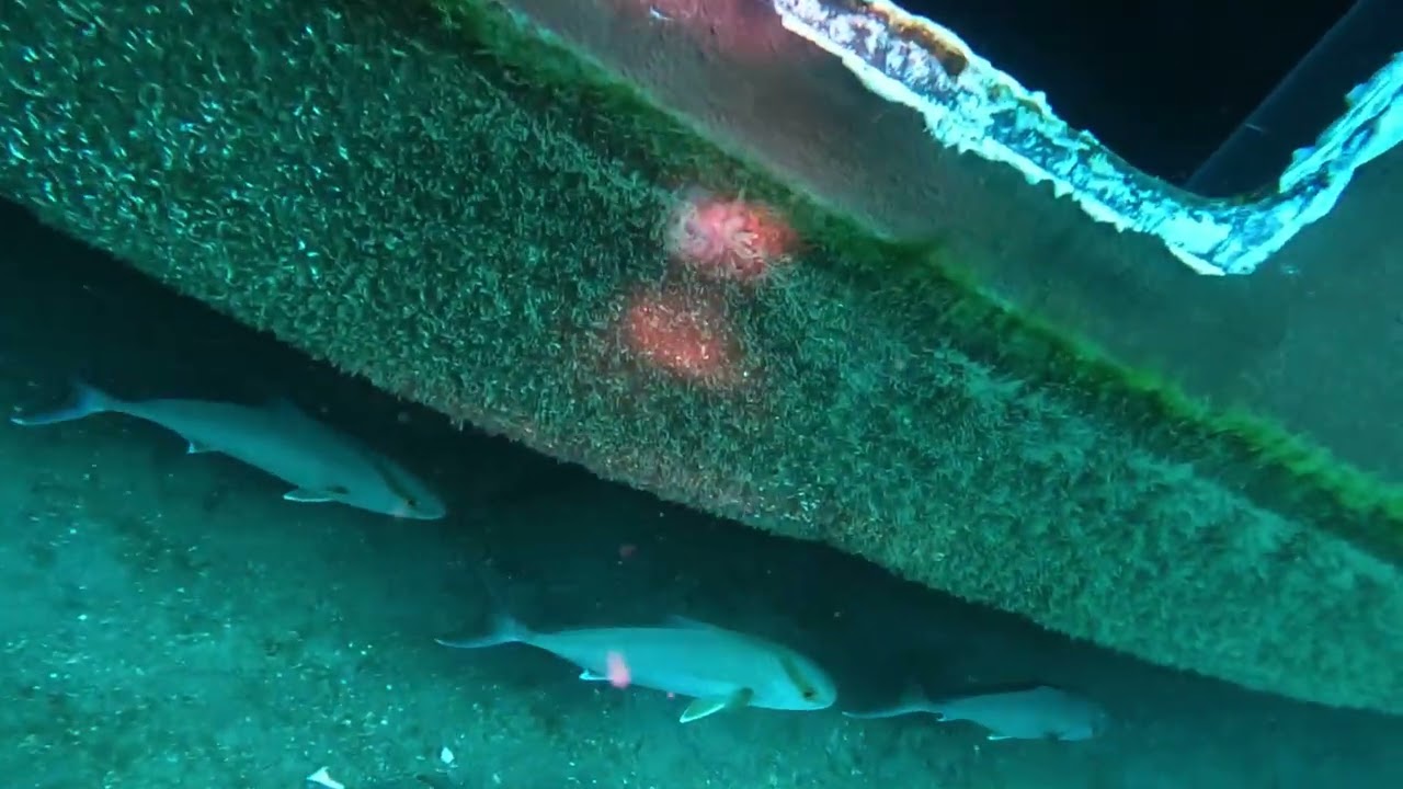 Diving the Black Pearl