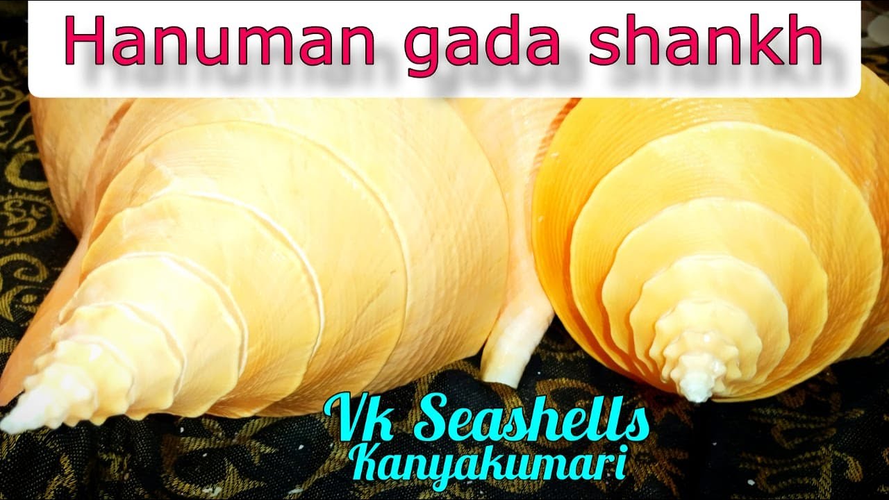 HANUMAN GADA SHANKH| | VK SEASHELLS | KANYAKUMARI | 9677425287 |