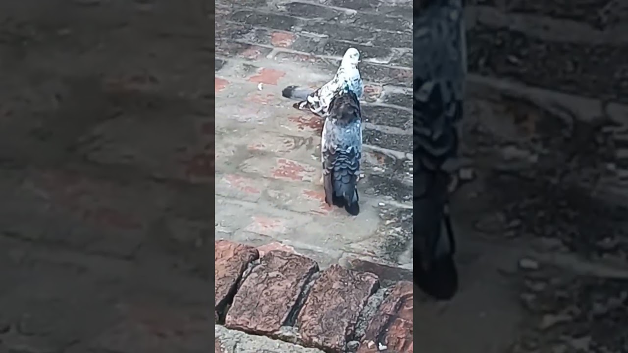 Khwaja Ne Jise Chaha