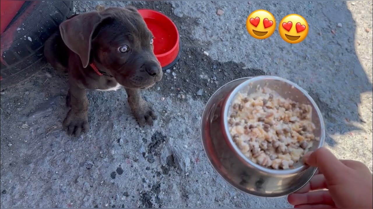 CANECORSO ZEYNAYA ÖZEL MAMA - Yavru Köpek Yemek Beslenme