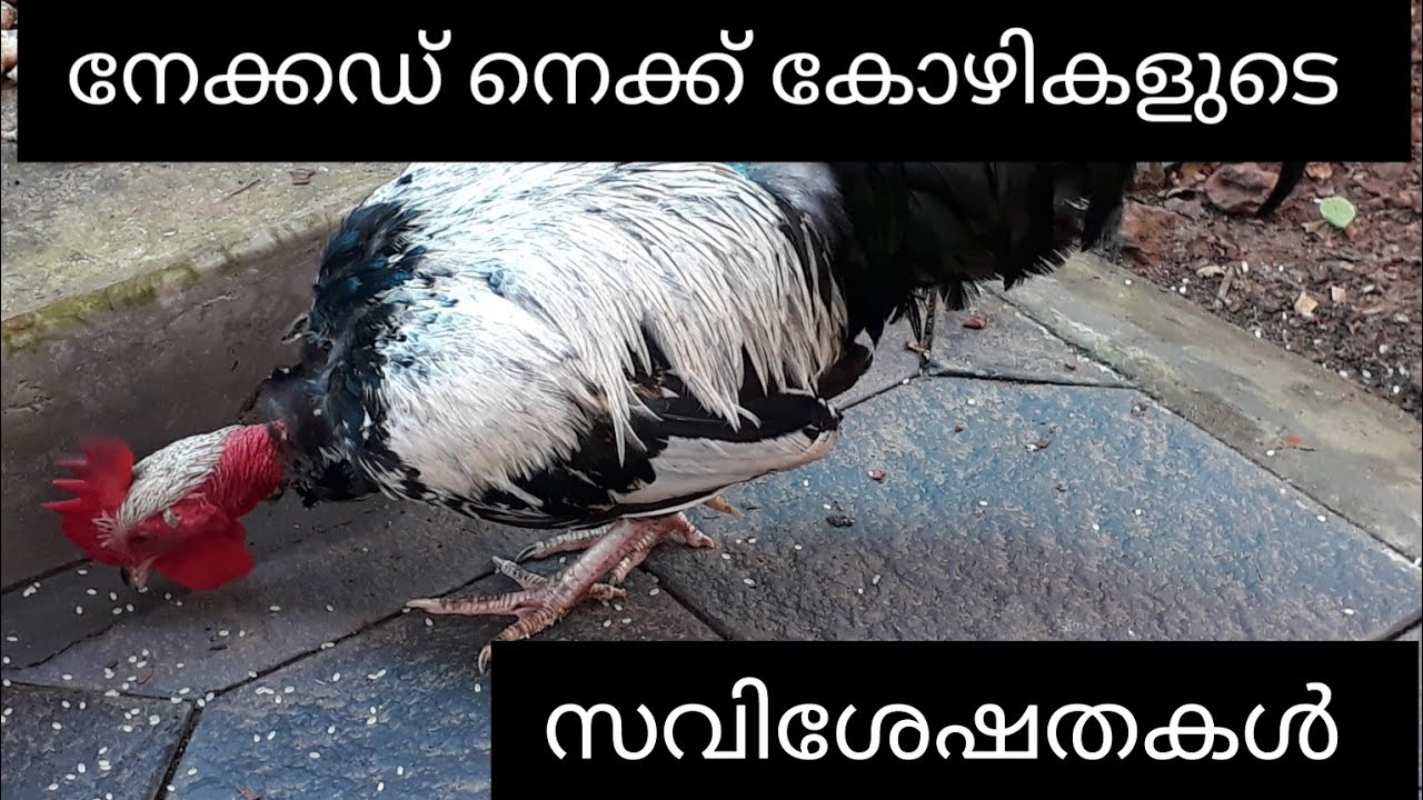 നേക്കഡ് നെക്ക് കോഴികളുടെ സവിശേഷതകൾ. Features of naked neck hen.