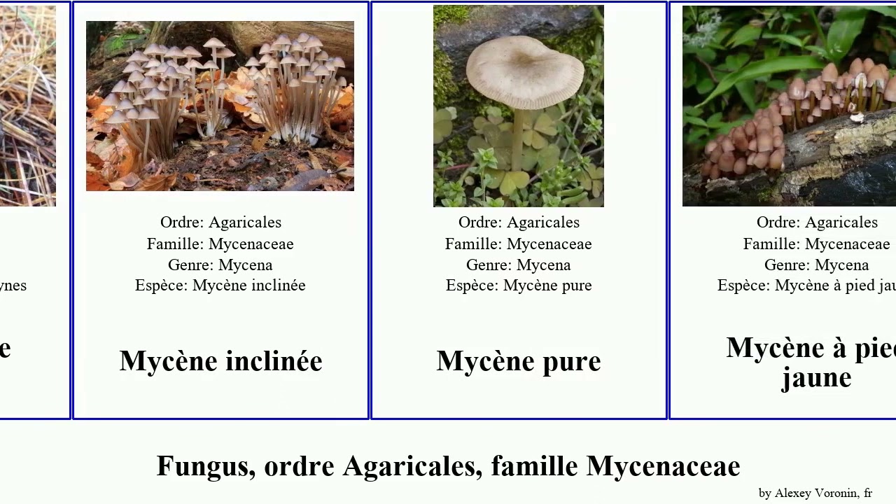 Fungus, ordre Agaricales, famille Mycenaceae myc&egrave;ne pure rouge pied jaune Heimiomyces leptophylla