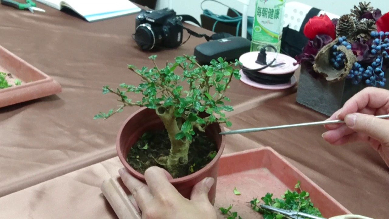 【林慶祥盆景藝術創作教學】林慶祥老師解說冬藏準備(福建茶)