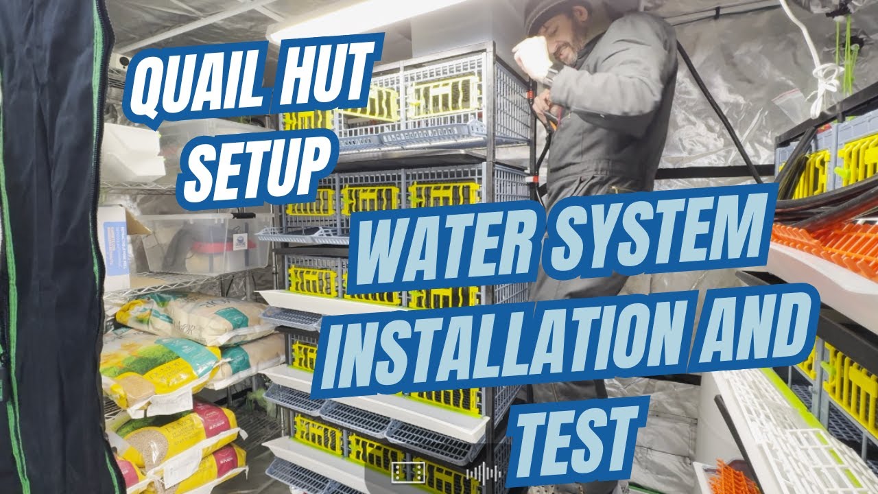 Hatching Time Quail Layer Cage Water System install and test