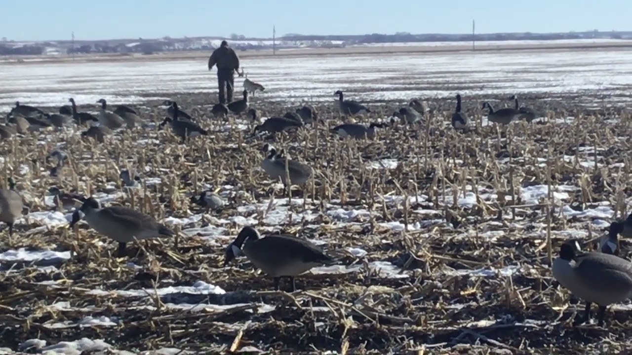 Zeke first goose retrieve