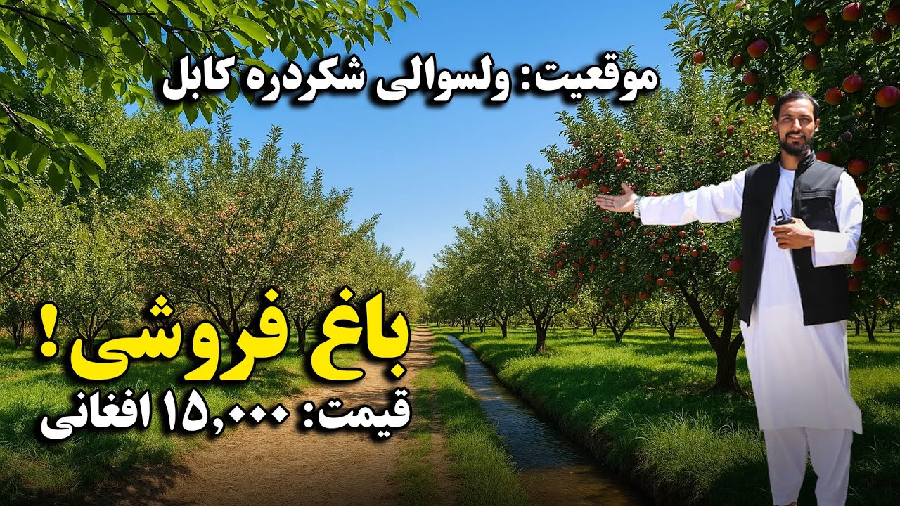 باغ فروشی ، پر از تمام میوه های فصلی وطن | موقعیت: ولسوالی شکر دره کابل / قیمت: 150.000 افغانی