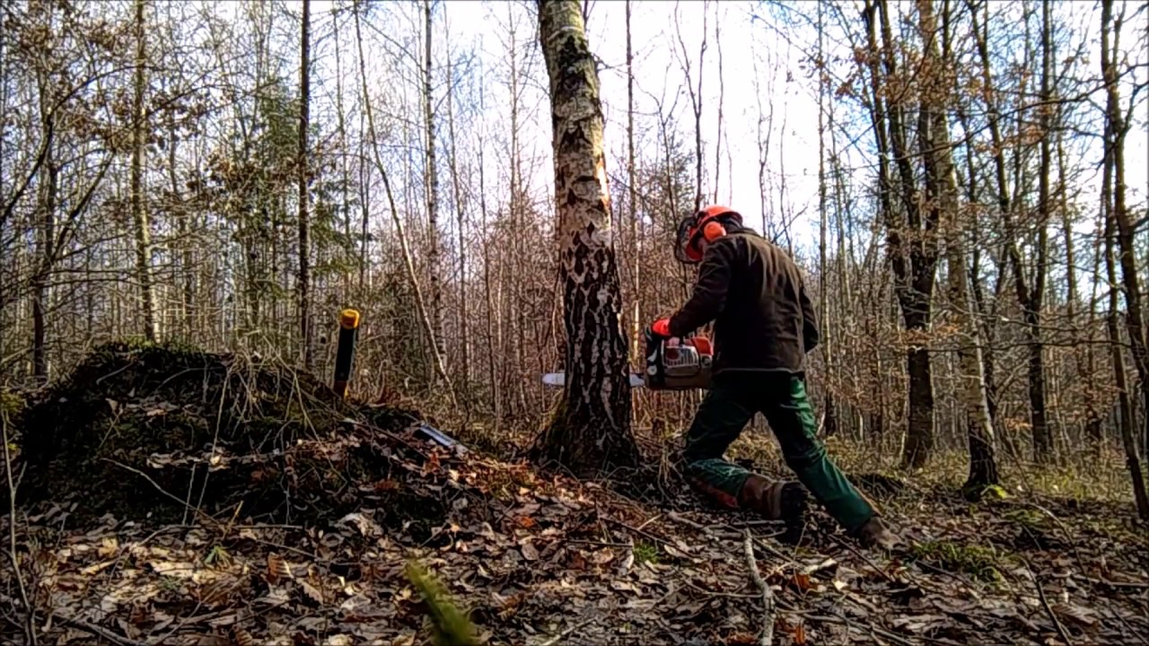 Abattage bouleau  Stihl MS 361
