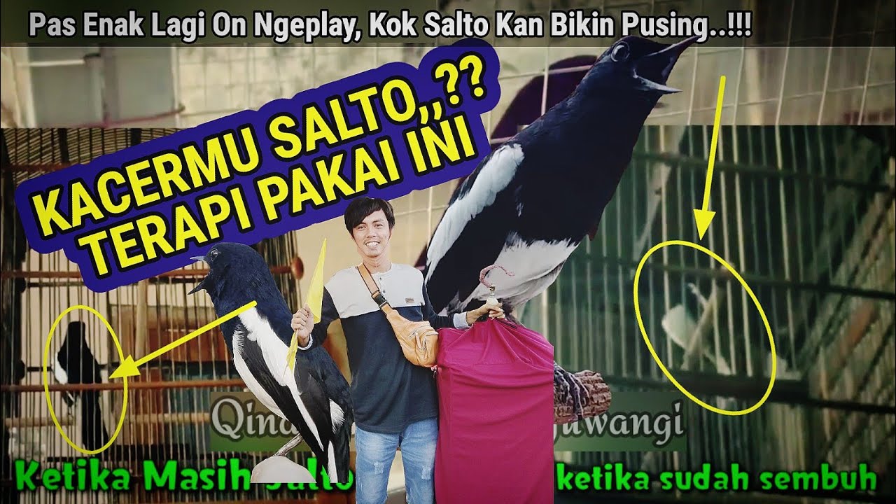BEGINI SAJA CUKUP MUDAH, KACER INI SALTO SEMBUH HANYA DENGAN TIPS SIMPEL SEPERTI INI