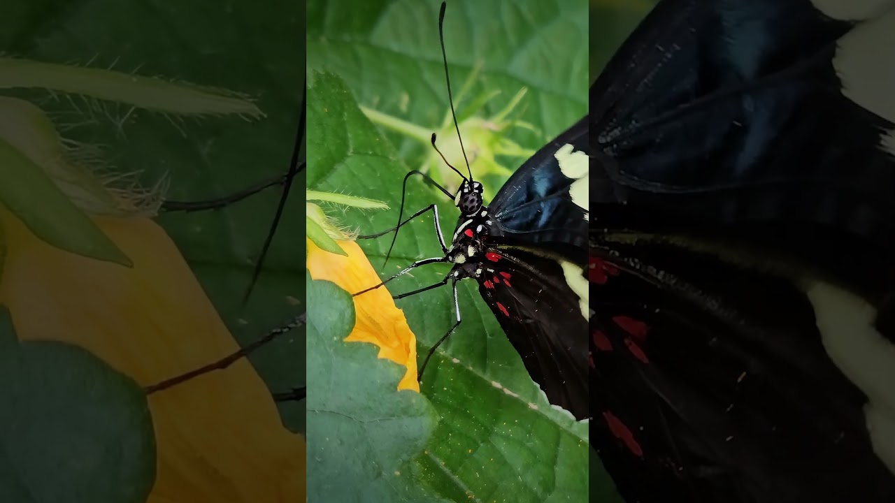 Butterfly | Close-up 🦋 