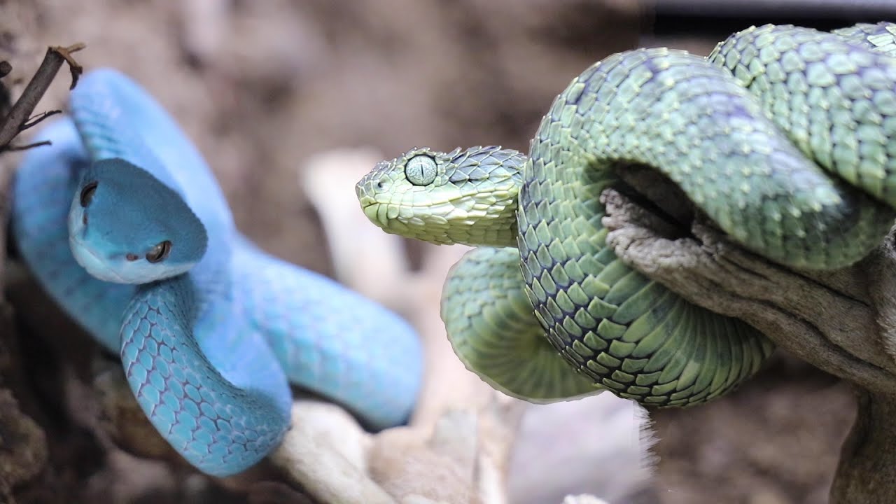 TREE VIPER CRAZINESS!!!