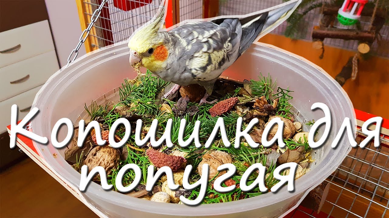 КОПОШИЛКА ДЛЯ ПОПУГАЯ. Как сделать сухую кормушку попугаю? | Рокки Life