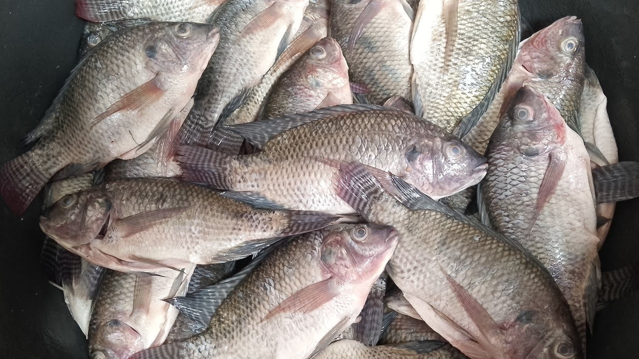 GRAN CANTIDAD DE PECES LOGRADOS EN EL PUESTO MÁGICO 🎣